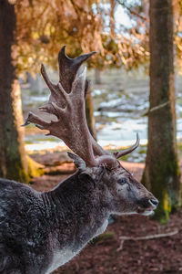 Side view of deer in forest