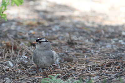 Close-up of a bird - white crowned sparrow - on field