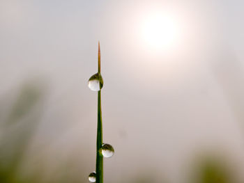 Close-up of water drop on plant against sky