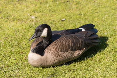 Close-up of duck on grass