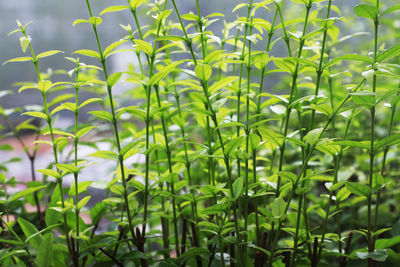 Close-up of fresh green plants