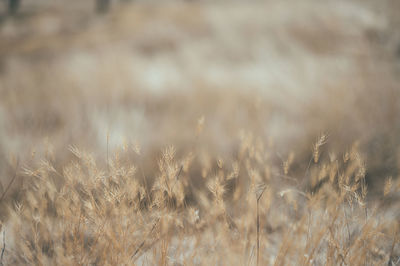 Close-up of wheat growing on field