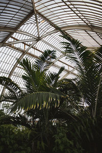 Low angle view of palm trees