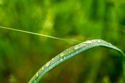 Close-up of raindrops on grass