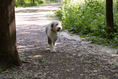 Beautiful young old english sheepdog walking unleashed in wooded area 