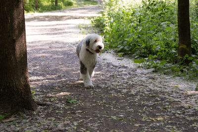 Dog running on field