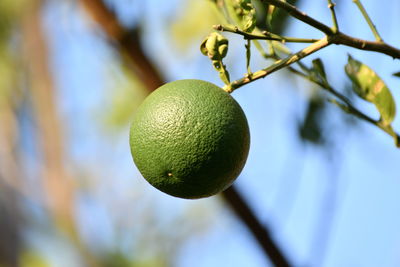 Close-up of fruits on tree