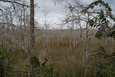 Scenic view of forest against sky