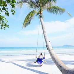 View of palm trees on beach