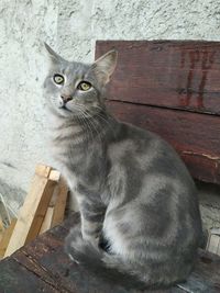 Portrait of cat sitting on wood against wall