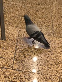 High angle view of pigeon perching on floor