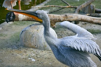 Close-up of pelican