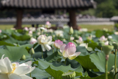 Close-up of pink flowers blooming outdoors