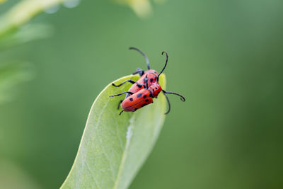 Close-up of insect on leaf