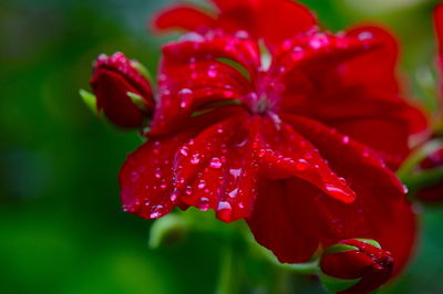Close-up of wet red rose flower