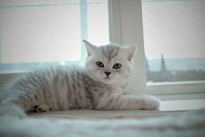 Portrait of cat relaxing at home