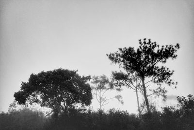 Trees in forest against clear sky