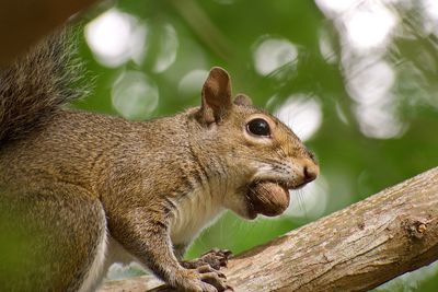 Close-up of squirrel on tree