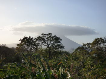 Trees and plants growing on land against sky