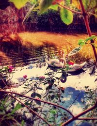 Reflection of trees in pond