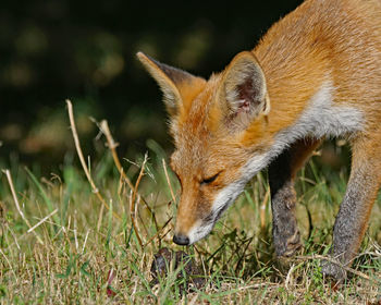 Close-up of a rabbit on field