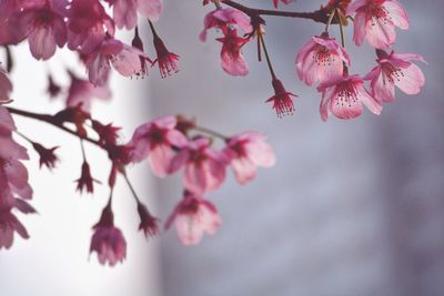 Close-up of pink flowers on branch