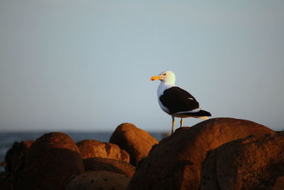 Bird perching on rock against sky