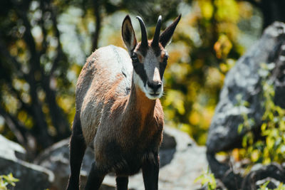 Deer standing on a tree