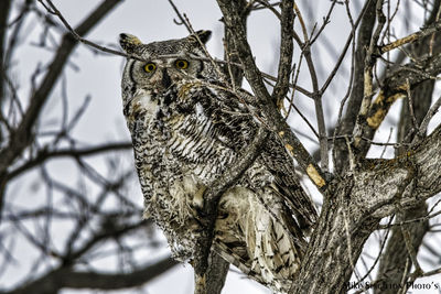 Great horned owl