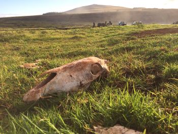 Sheep in a field