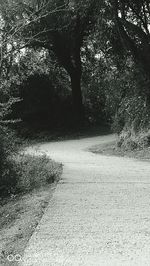 Road amidst trees