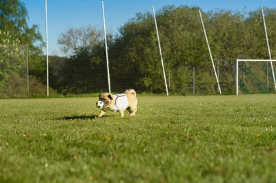 Little dog pug is holding a soccer ball on soccer field at summer