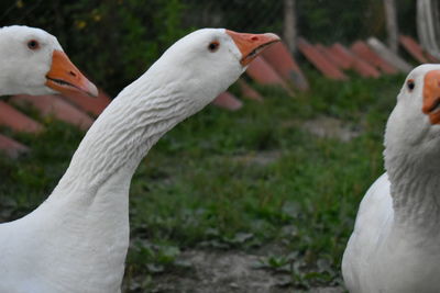 Close-up of birds on field