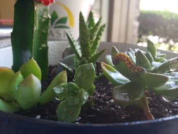 Close-up of succulent plant