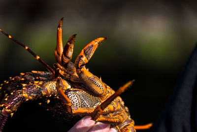 Close-up of a hand holding butterfly