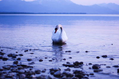 Swan swimming in lake