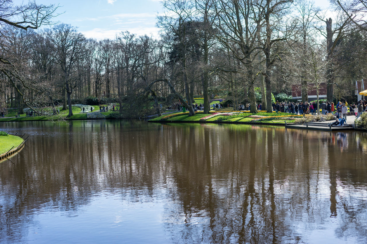 REFLECTION OF BARE TREES IN LAKE IN PARK