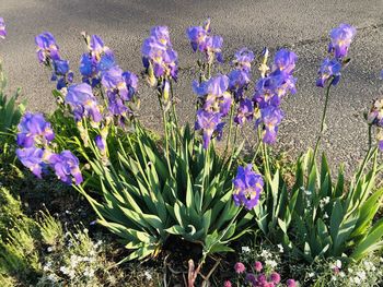 Close-up of purple crocus flowers on field