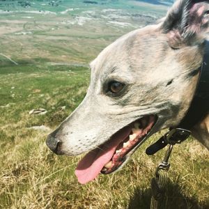 Close-up of dog on field