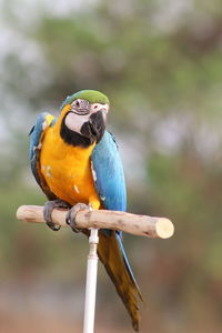 Close-up of parrot perching on branch