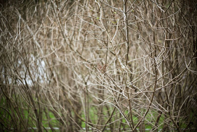 Close-up of bare branches in winter