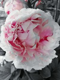 Close-up of pink rose blooming outdoors