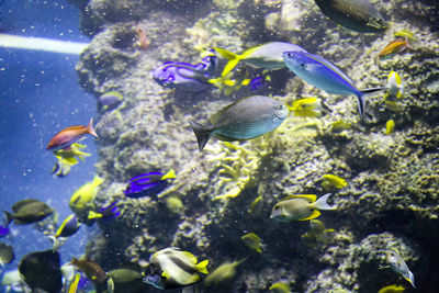 Close-up of fish swimming in sea