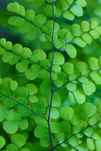 Close-up of green leaves