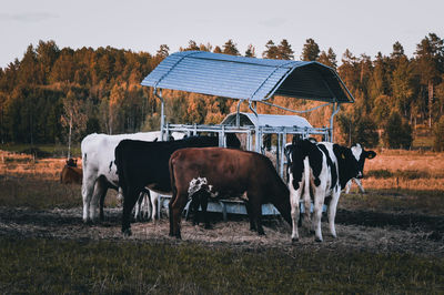 Ciws in a field