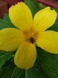 Close-up of yellow flower