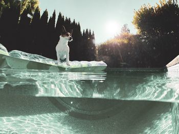 Over under water shot of terrier dog standing on inflatable mat afloat in a backyard swimming pool