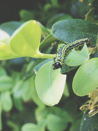 Close-up of insect on leaf