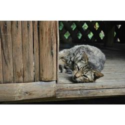 Cat sleeping on wooden floor