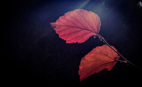 Close-up of maple leaf on water